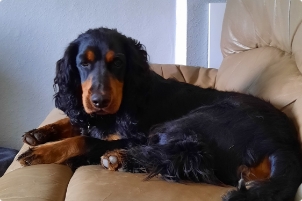 Chien couché dans un divan