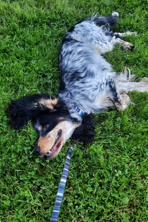 Chien couché dans l'herbe