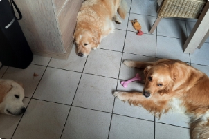 Trois chiens couchés par terre