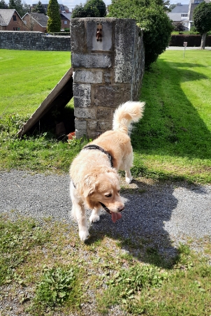 Promenade d'un chien à la Vieille Cense de Marloie